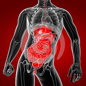 3D rendering illustration of digestive system