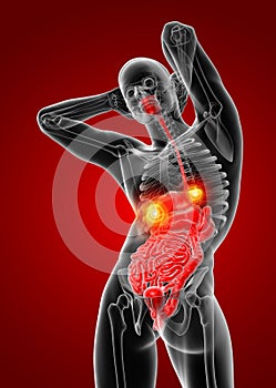 3D rendering illustration of digestive system