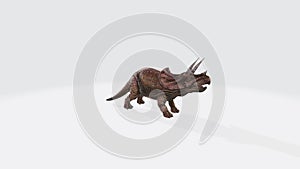 3D rendering illustration of a dinosaur triceraptor isolated on a white background