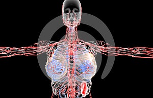 3D rendering illustration of the female lymphatic system