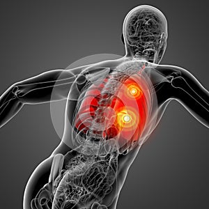 3D rendering illustration of lung