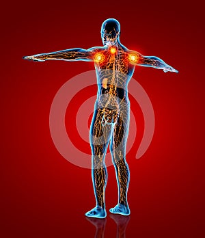 3D rendering illustration of Lymphatic system