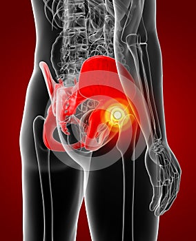 3D rendering illustration of pelvis