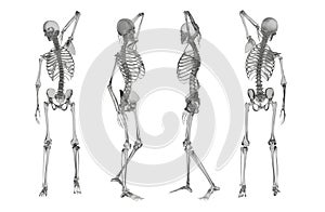 3d rendering illustration of skeleton