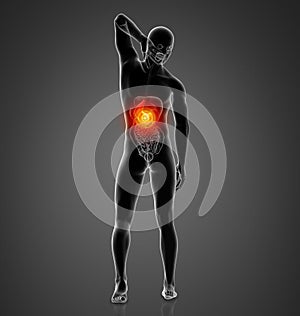 3D rendering illustration of stomach