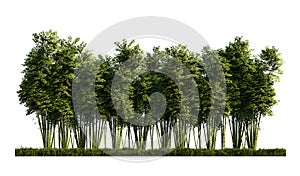 A 3d rendering image of a lot of  bamboos