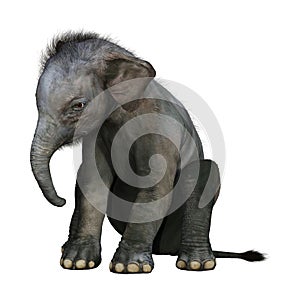 3D Rendering Indian Elephant Baby on White