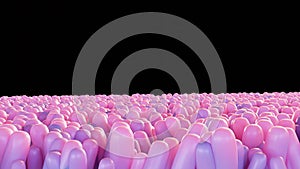 3d rendering of the intestinal epithelium cells