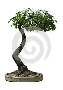 3D Rendering Japanese Bonsai Maple Tree on White