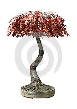 3D Rendering Japanese Bonsai Maple Tree on White