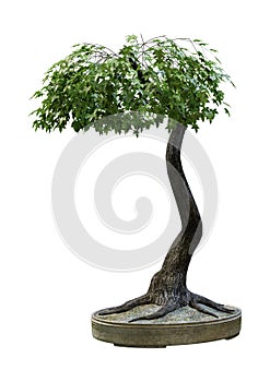 3D Rendering Japanese Bonsai Maple Tree on White