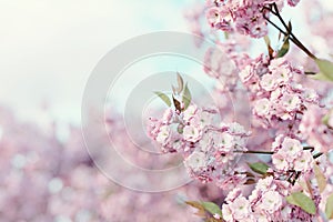 3d rendering of japanese cherry blossom. Selective focus