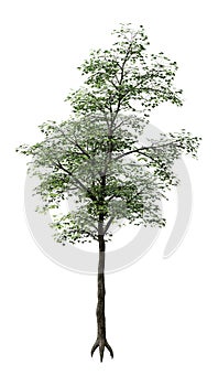 3D Rendering Japanese Maple Tree on White