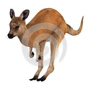 3D Rendering Kangaroo on White