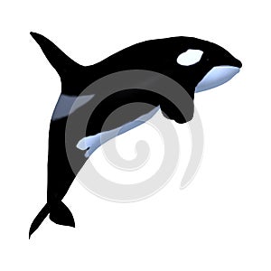 3D Rendering Killerwhale on White