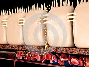 3d Rendering of leaky gut, in intestine with celiac disease and gluten sensitivity these tight junctions come apart.