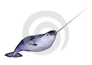 3D Rendering Male Narwhal on White