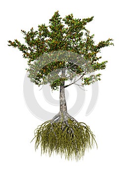 3D Rendering Mangrove Tree on White