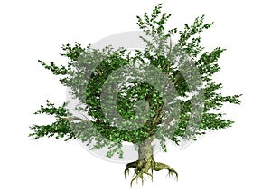 3D Rendering Maple Tree on White