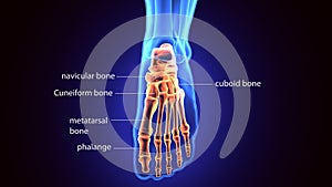 3d rendering medical illustration of the feet bone