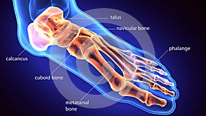 3d rendering medical illustration of the feet bone