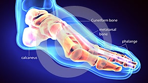 3d rendering medical illustration of the feet bone