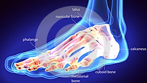 3d rendering medical illustration of the feet bone