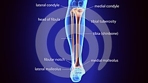 3d rendering medical illustration of the feet bone