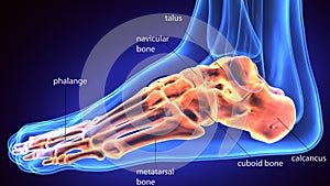 3d rendering medical illustration of the feet bone