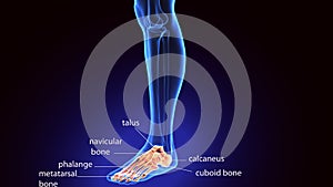 3d rendering medical illustration of the feet bone