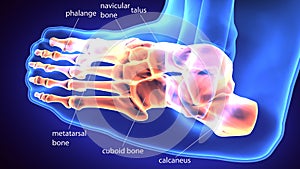 3d rendering medical illustration of the feet bone