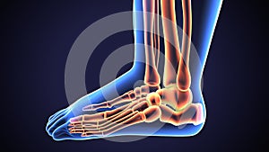 3d rendering medical illustration of the feet bone