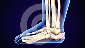 3d rendering medical illustration of the feet bone