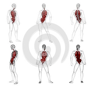 3d rendering medical illustration of the human digestive system and respiratory system