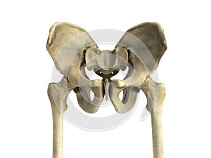 3D rendering medical illustration of the pelvis bone