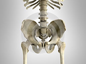 3D rendering medical illustration of the pelvis bone on grey