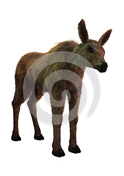 3D Rendering Moose Calf on White