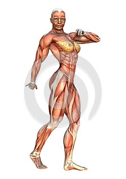 3D Rendering Muscle Maps