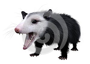 3D Rendering Opossum Animal on White