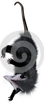 3D Rendering Opossum Animal on White