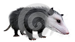 3D Rendering Opossum Animal on White