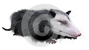 3D Rendering Opossum Animal on White