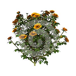 3D Rendering Orange Rose Bush on White