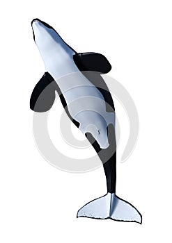 3D Rendering Orca Killer Whale Calf on White