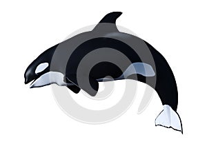 3D Rendering Orca Killer Whale Calf on White