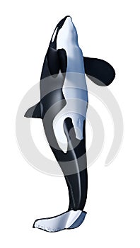 3D Rendering Orca Killer Whale on White