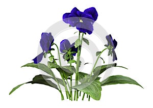 3D Rendering Pansy Flowers on White