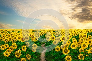 3D rendering of a path leading into a field of sunflowers at sunset
