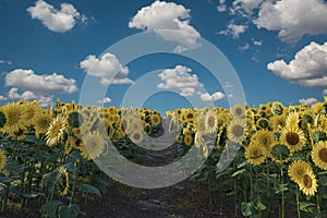 3d Rendering of pathway in the middle of blooming sunflower field in front of blue sky