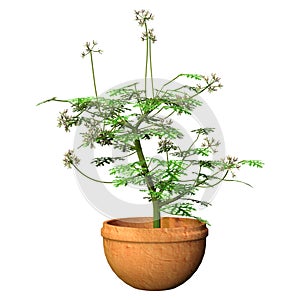 3D Rendering Pelargonium Plant on White